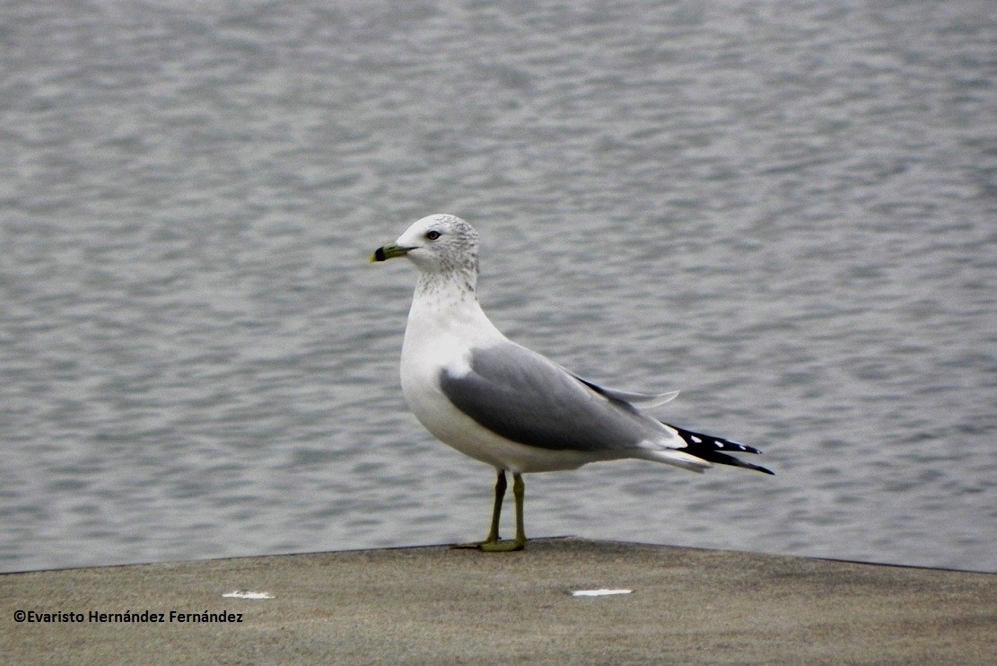 Ring-billed Gull - undefined