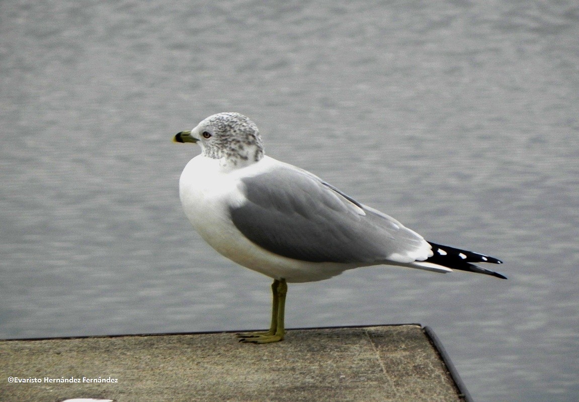Ring-billed Gull - undefined