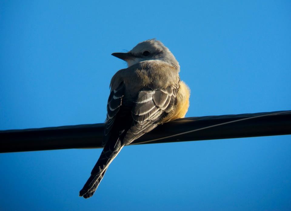 Scissor-tailed Flycatcher - ML20524391