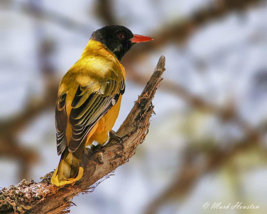 African Black-headed Oriole - Mark Houston