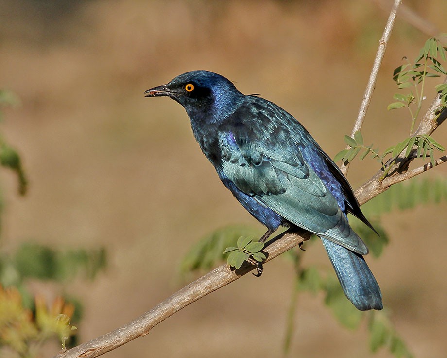 Greater Blue-eared Starling - ML205249261