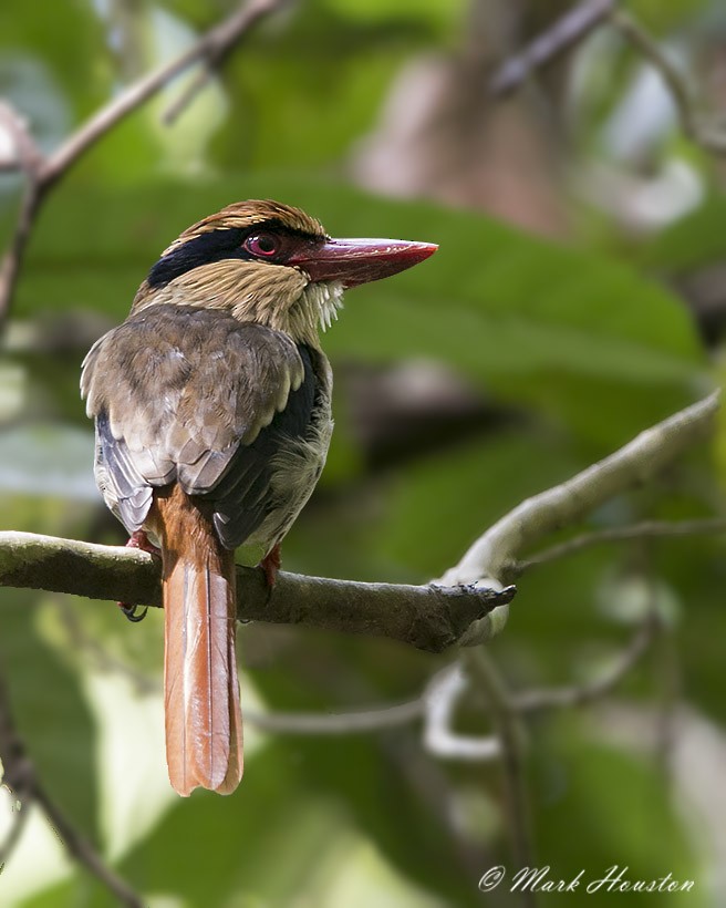 Sulawesi Lilac Kingfisher - ML205249301