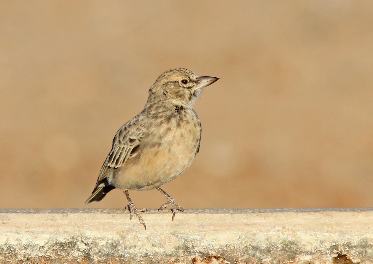 Sclater's Lark - David Beadle
