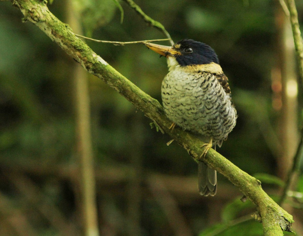 ledňáček královský (ssp. princeps/erythrorhamphus) - ML205249391