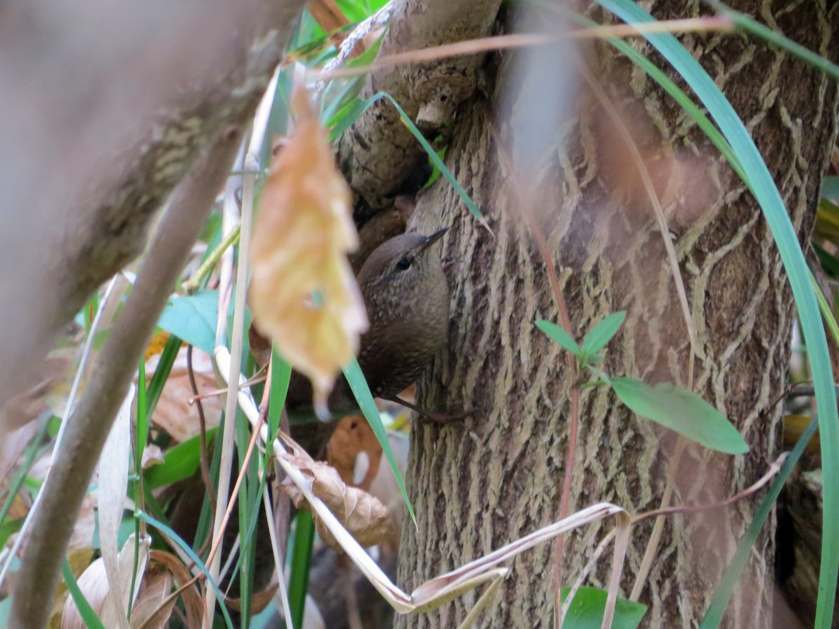 Troglodyte des forêts - ML20525051