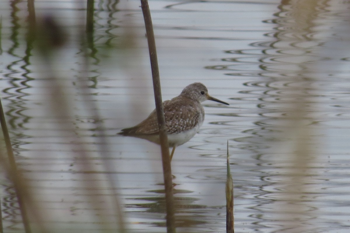 Lesser Yellowlegs - ML20525061