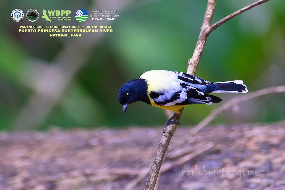 Palawan Tit - ML205253641