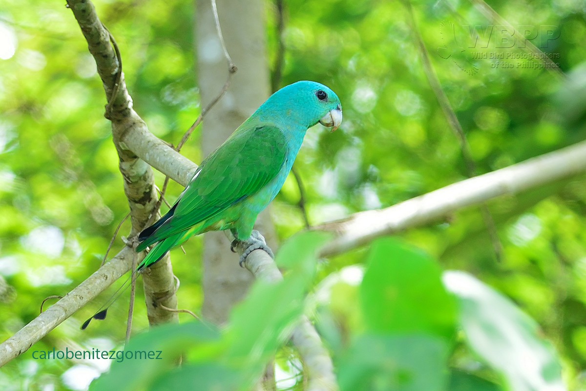 Blue-headed Racquet-tail - carlo gomez