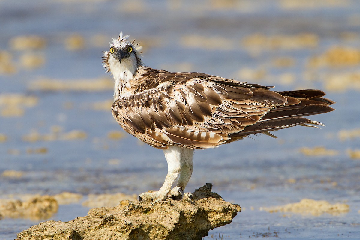 Águila Pescadora - ML205253661