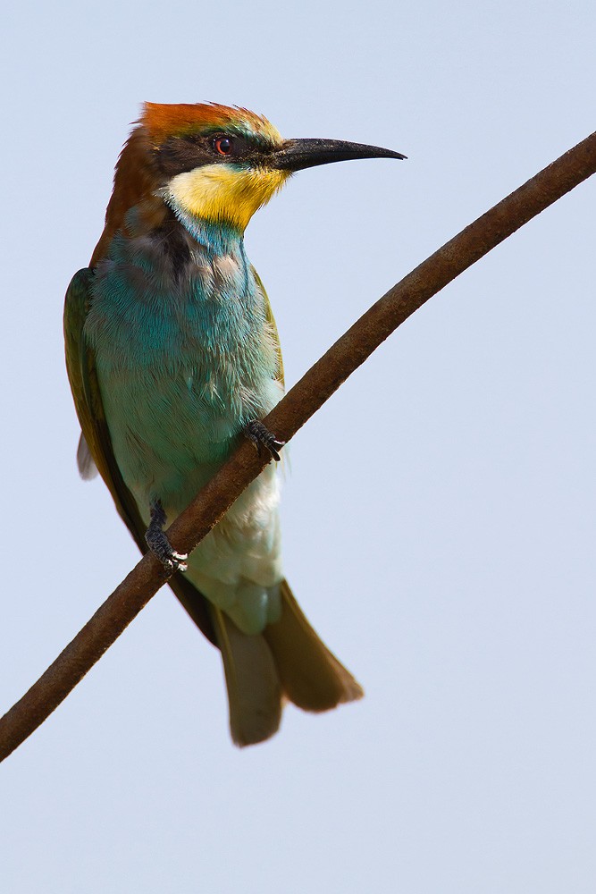 European Bee-eater - ML205253671