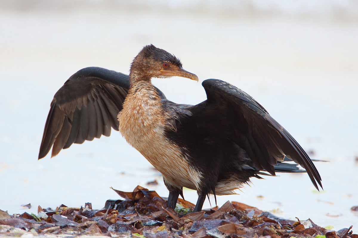 Cormorán Africano - ML205253681