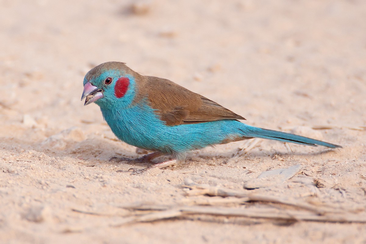 Red-cheeked Cordonbleu - Kevin Agar