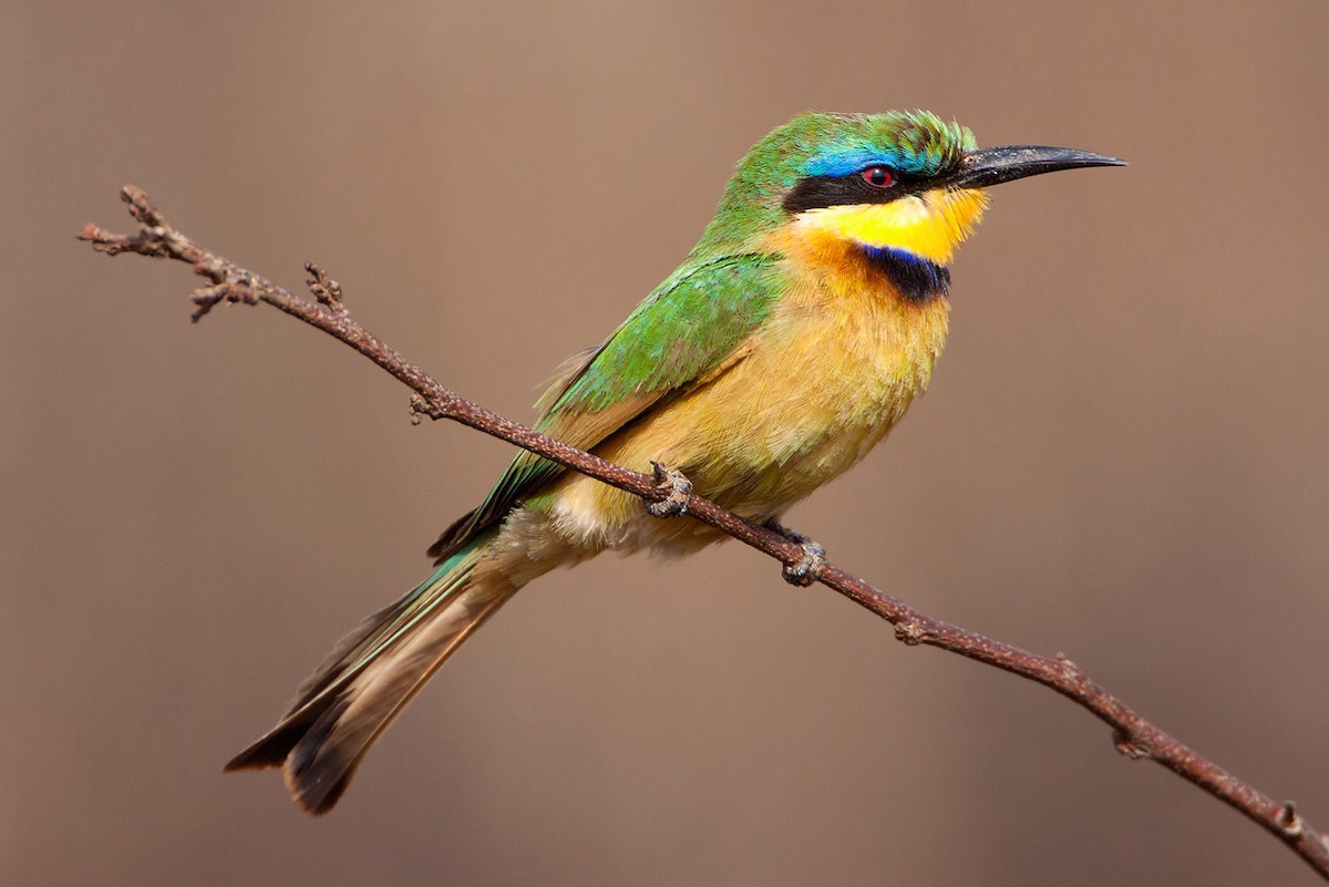 Little Bee-eater - ML205253721