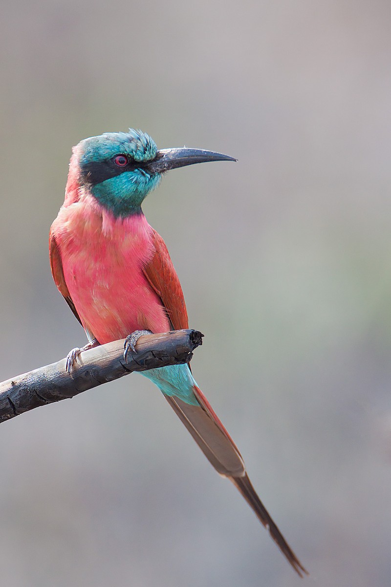 Northern Carmine Bee-eater - ML205253731