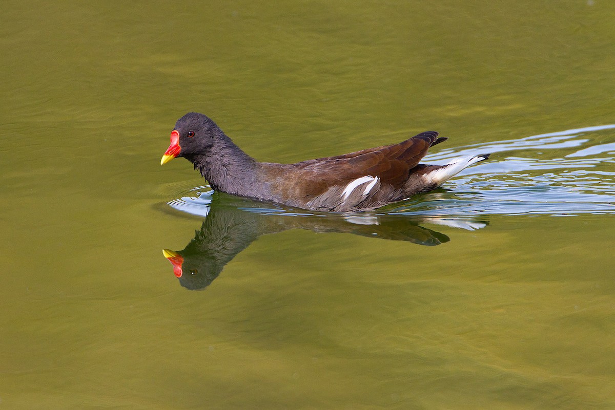 Eurasian Moorhen - ML205253761