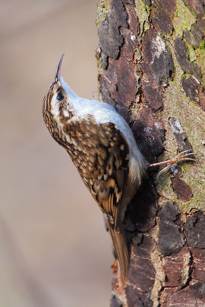 Eurasian Treecreeper - ML205253791