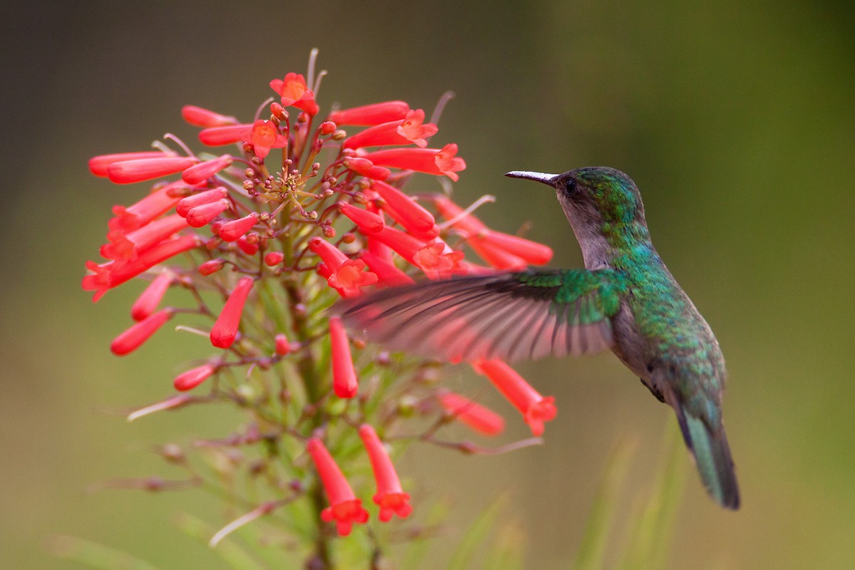 Antillean Crested Hummingbird (Barbados) - ML205253831