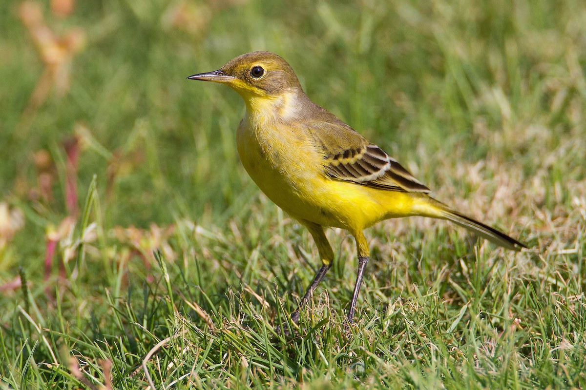 Western Yellow Wagtail - ML205253851