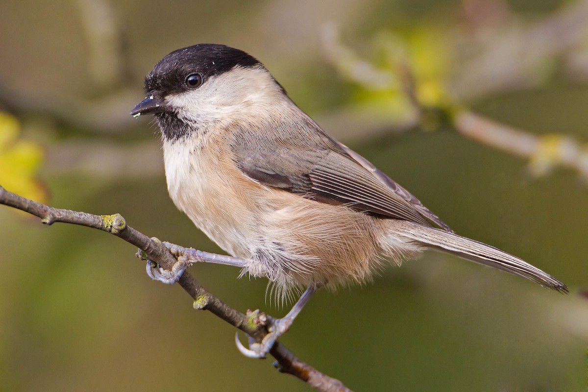 sýkora lužní [skupina montanus] - ML205253861