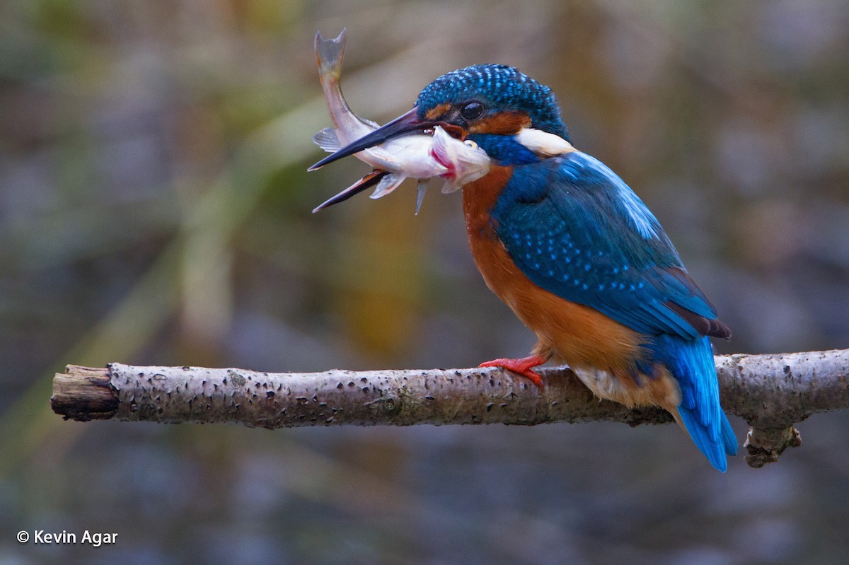 Common Kingfisher - Kevin Agar