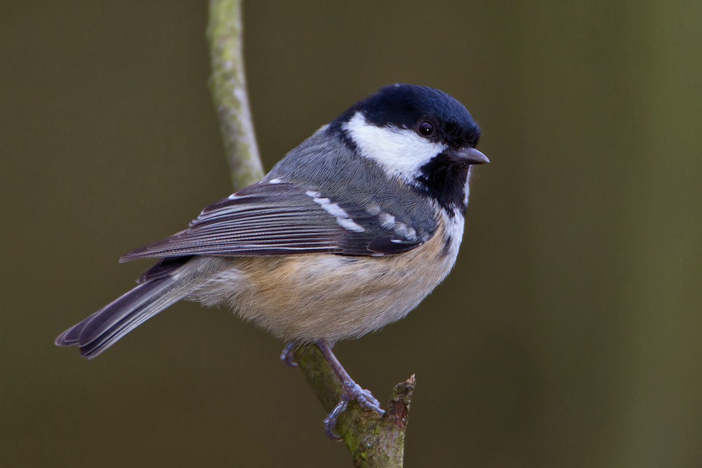 Coal Tit (British) - ML205253931