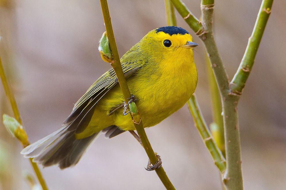 Wilson's Warbler - Kevin Agar