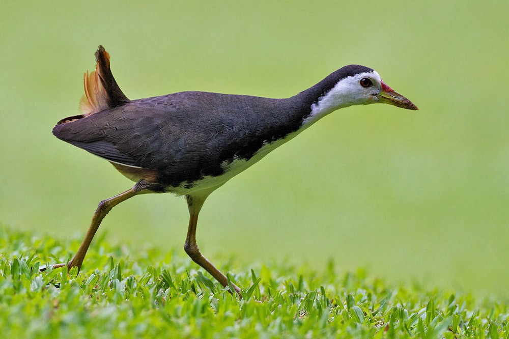 White-breasted Waterhen - ML205253991