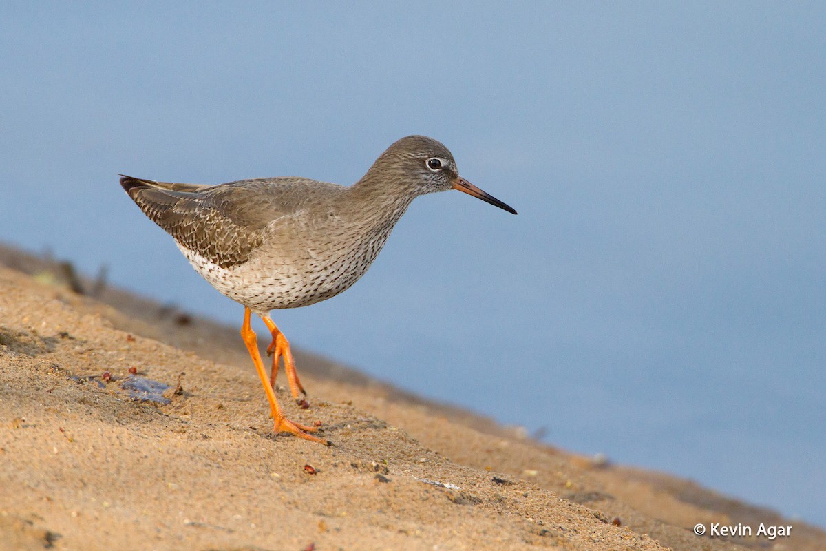 Common Redshank - ML205254041