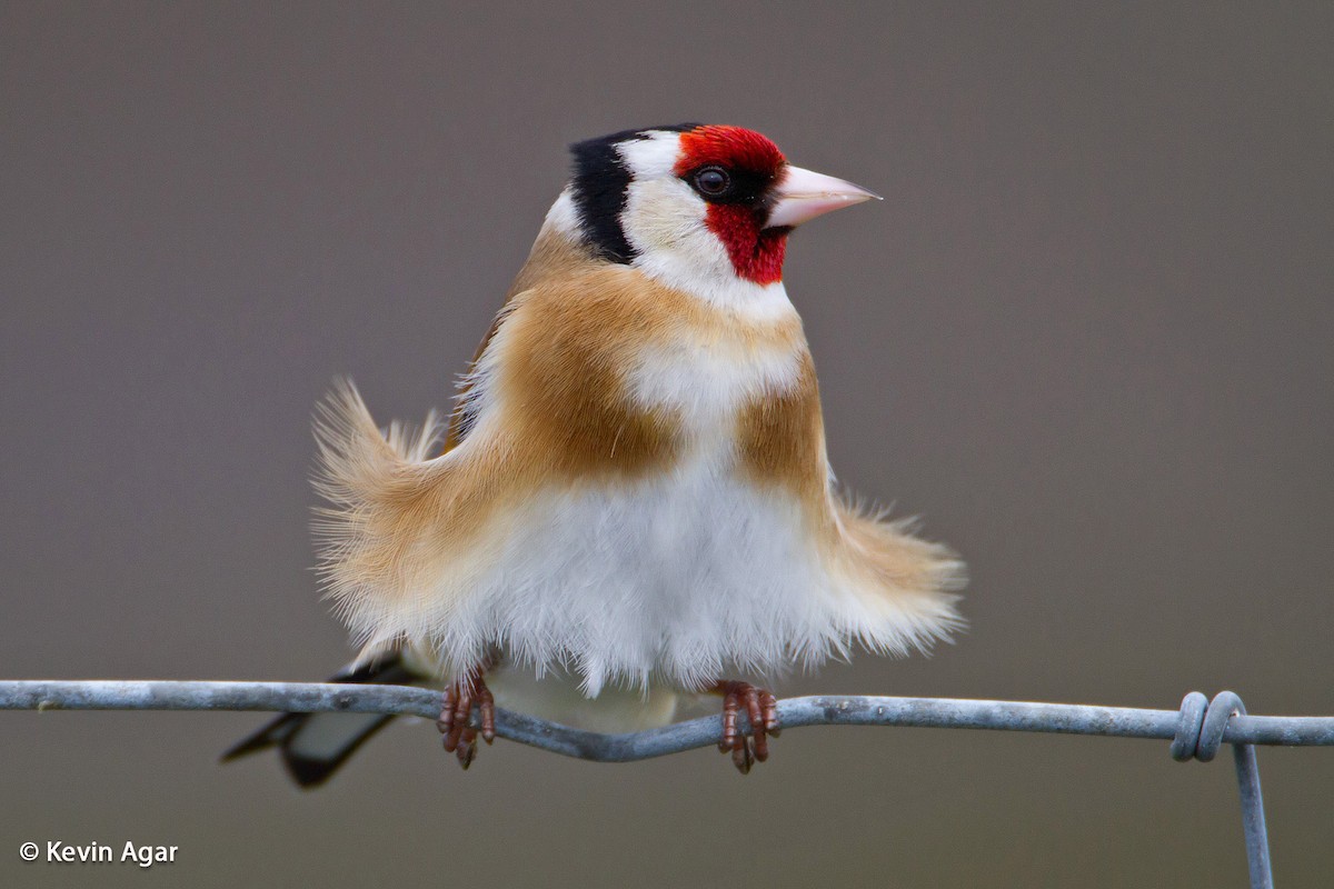 European Goldfinch - ML205254051