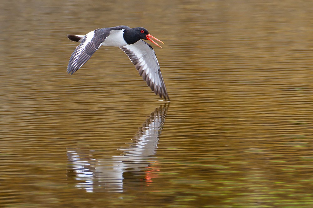 Eurasian Oystercatcher (Western) - ML205254061