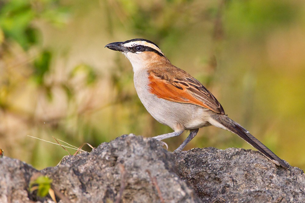 čagra černotemenný - ML205254071