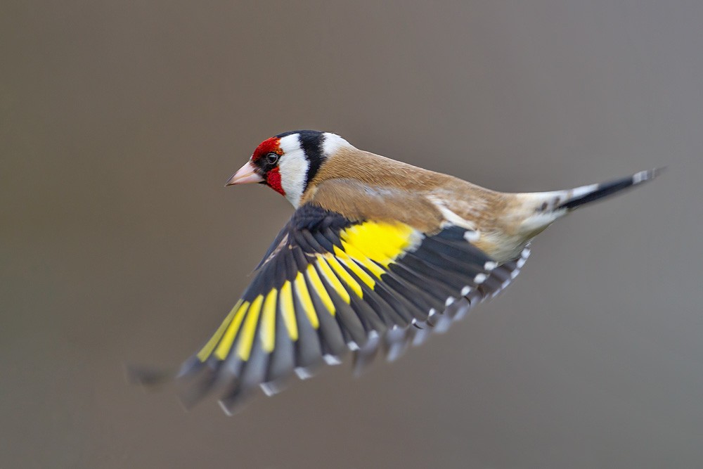 Jilguero Europeo (grupo carduelis) - ML205254081