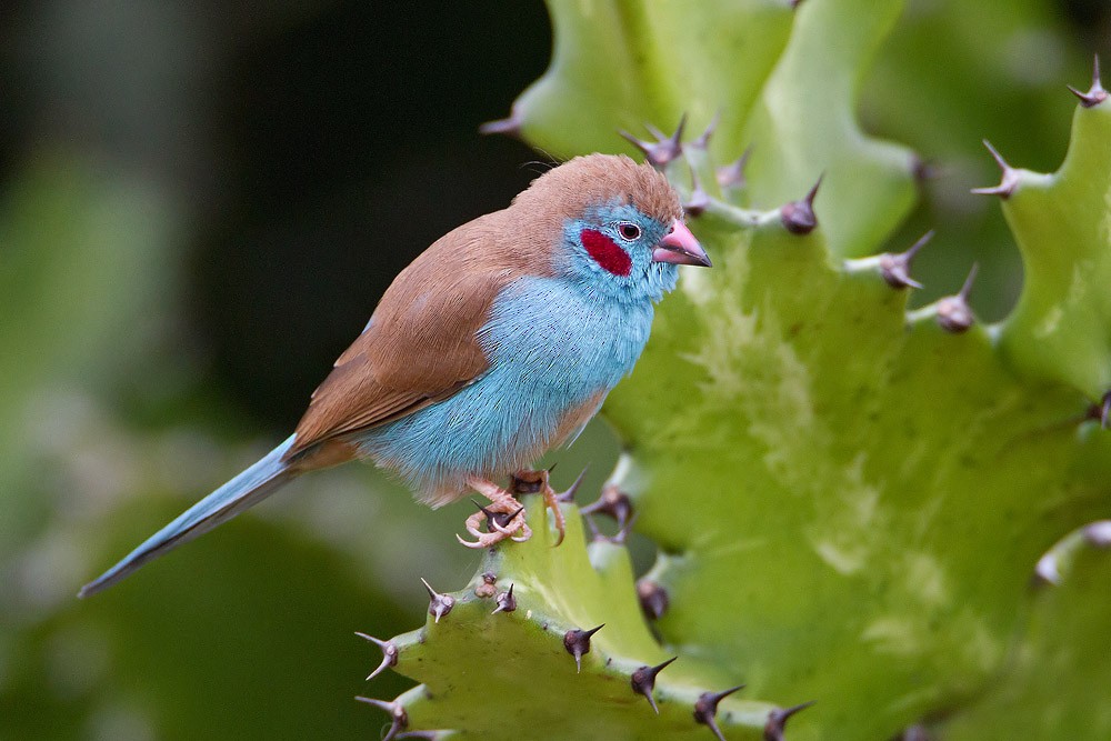 Red-cheeked Cordonbleu - ML205254091