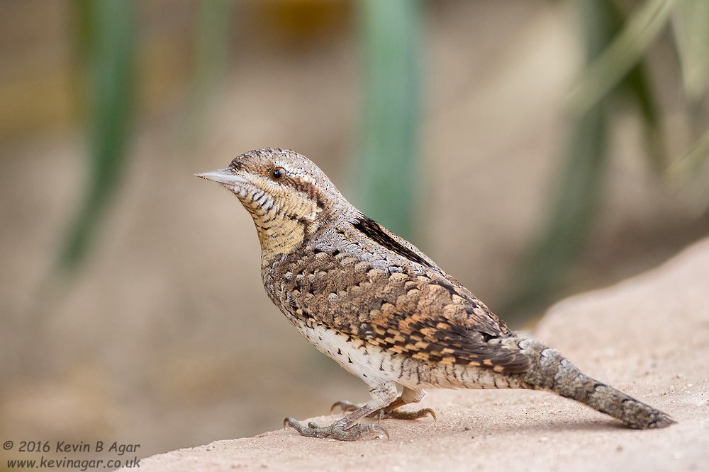 Eurasian Wryneck - ML205254131