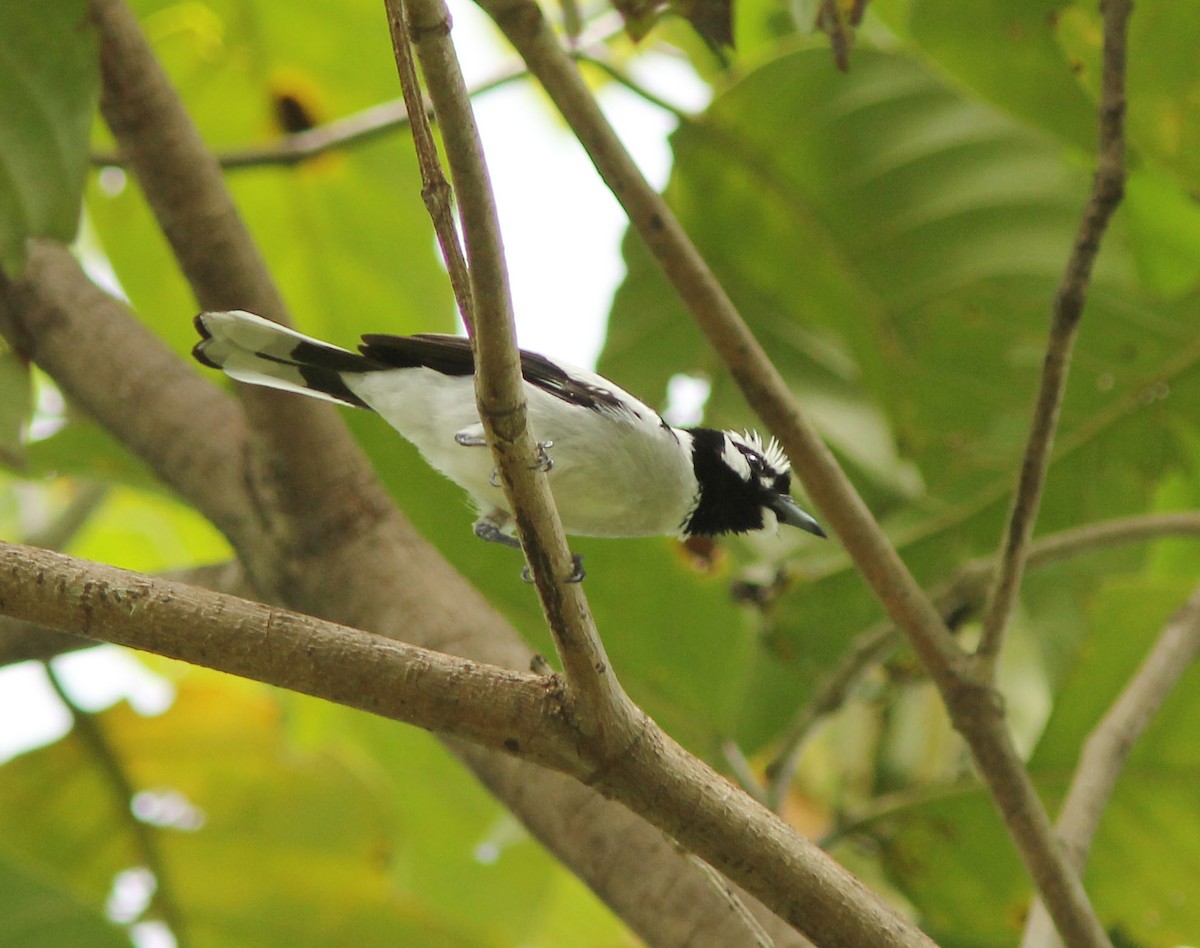 White-naped Monarch - ML205255921