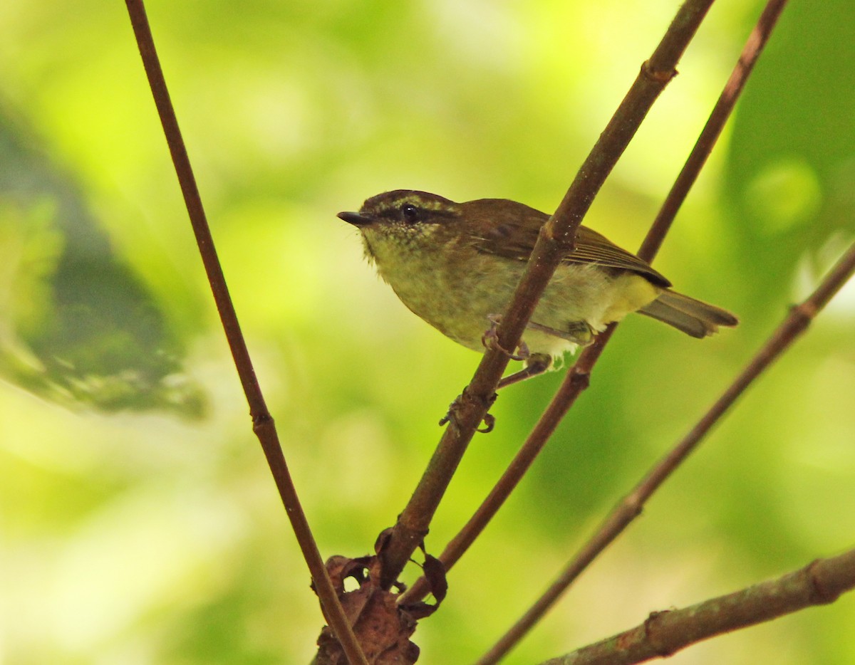 Sulawesi Leaf Warbler - ML205255961