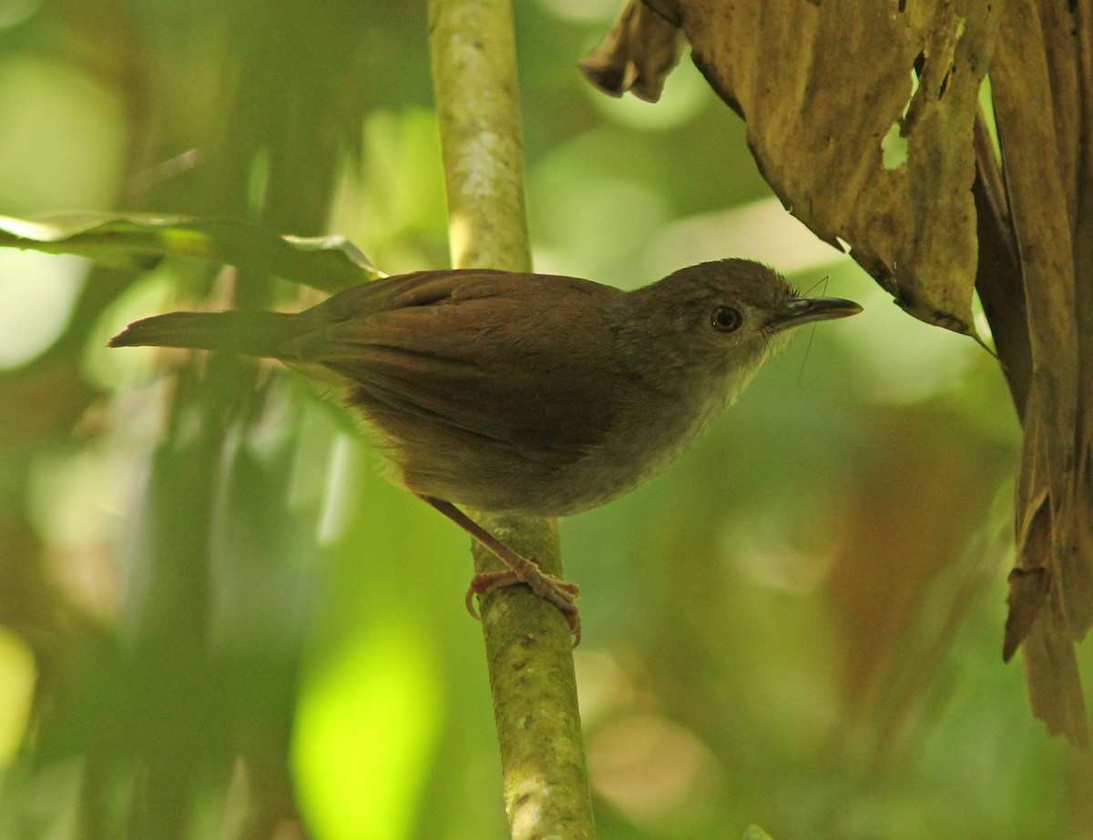 Sulawesi Babbler - ML205255981