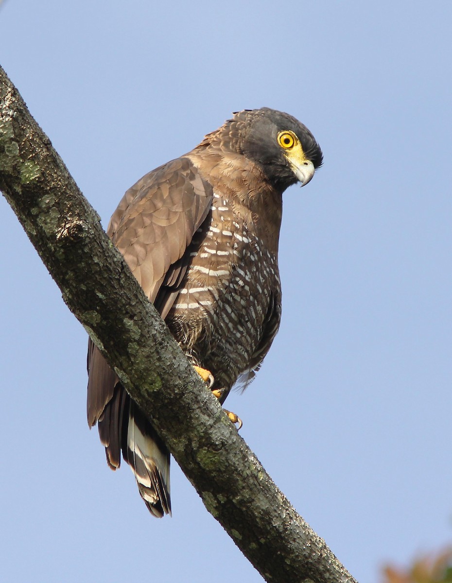 Sulawesi Serpent-Eagle - David Beadle