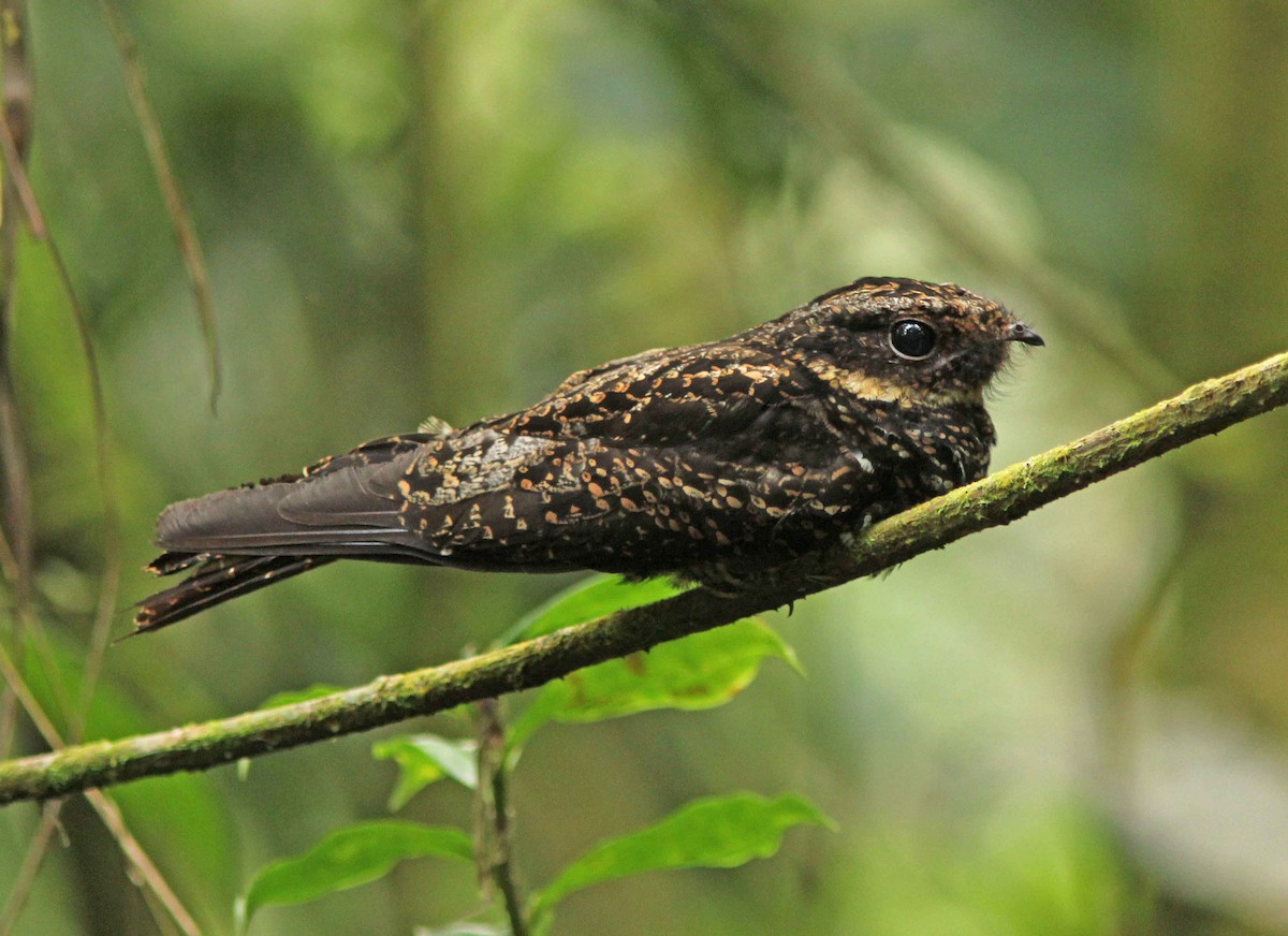 Diabolical Nightjar - David Beadle