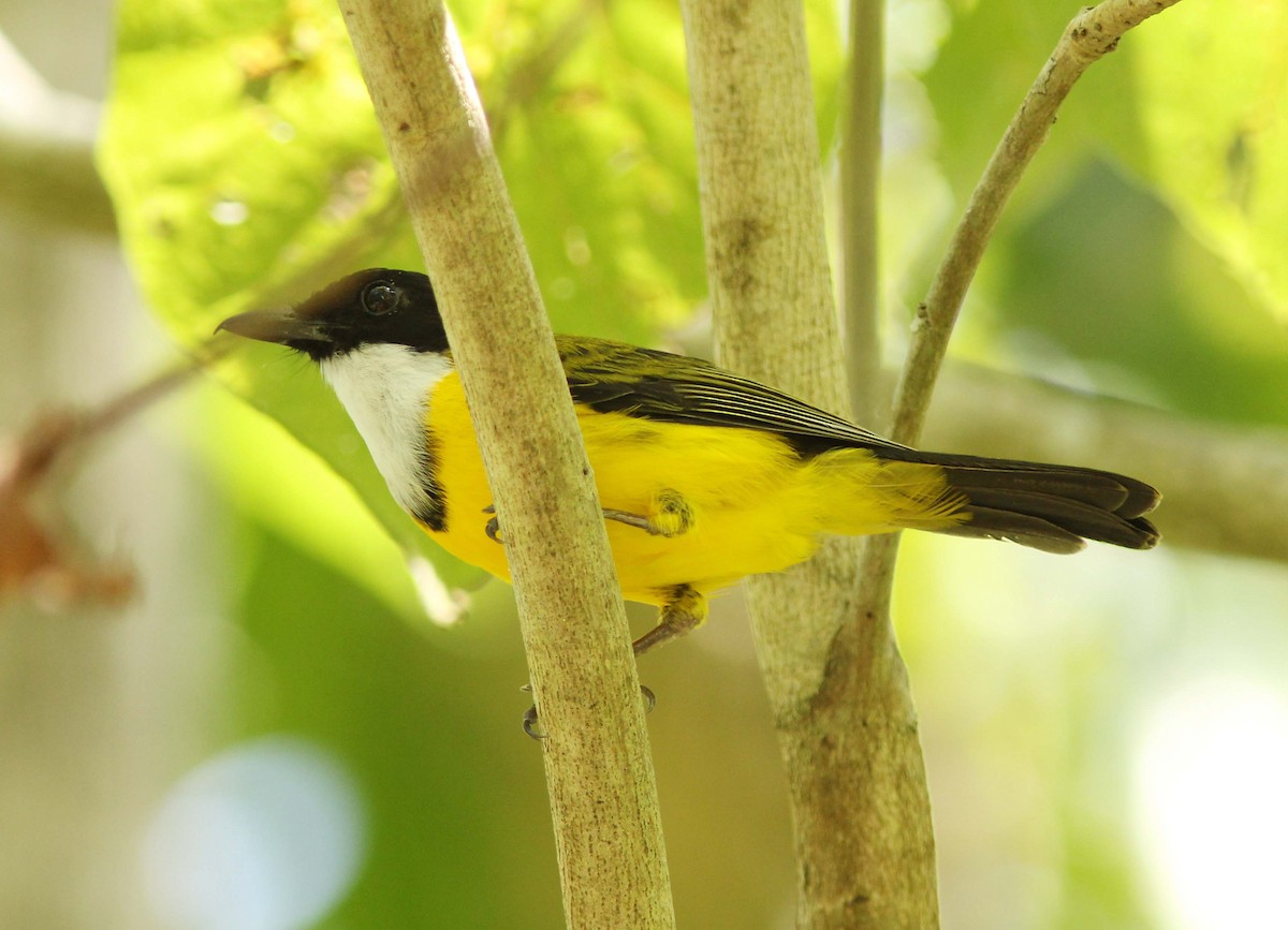 Black-chinned Whistler - ML205256051