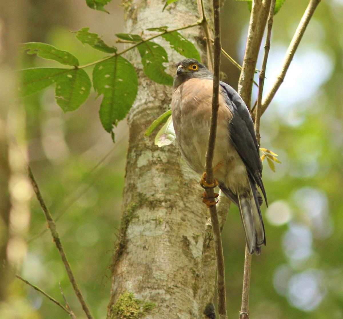 Small Sparrowhawk - ML205256061