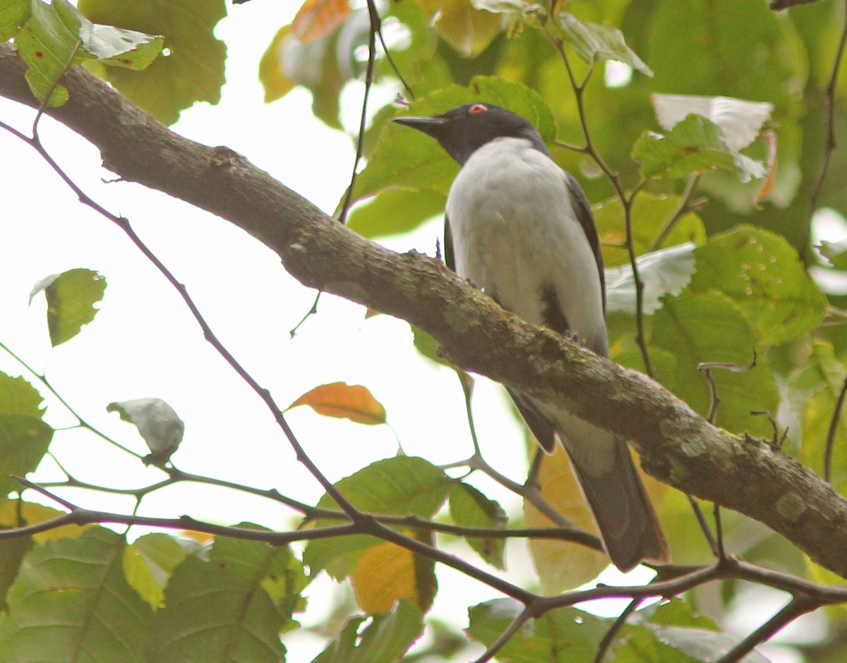 Pygmy Cuckooshrike - ML205256081