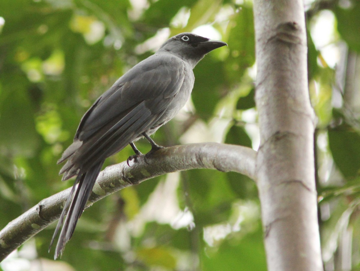 Cerulean Cuckooshrike - David Beadle