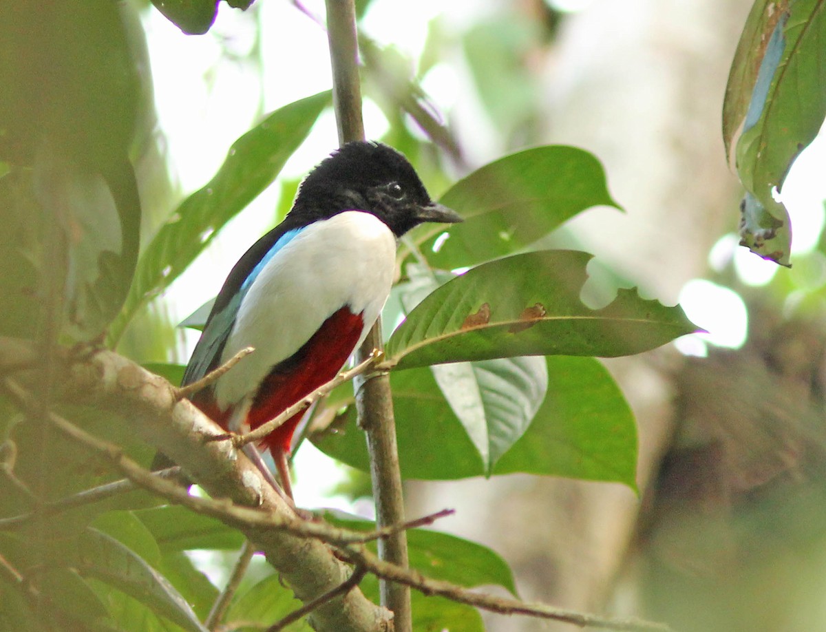Ivory-breasted Pitta (Ivory-breasted) - ML205256141