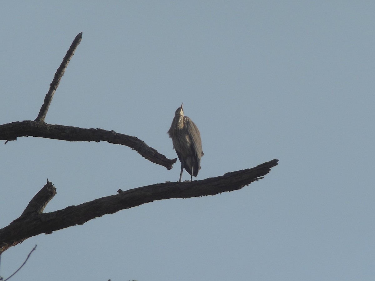 Great Blue Heron - ML20525621