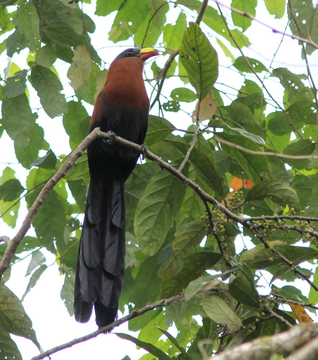 Yellow-billed Malkoha - ML205256231