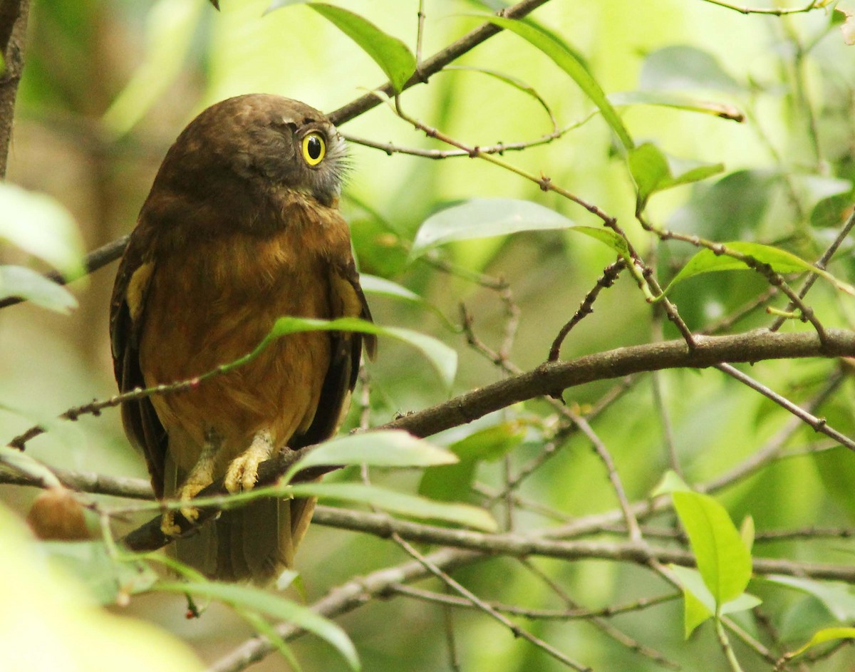 Ochre-bellied Boobook - ML205256271