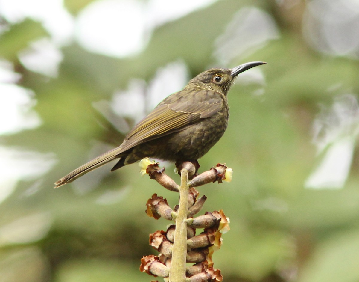 Dark-eared Myza - David Beadle