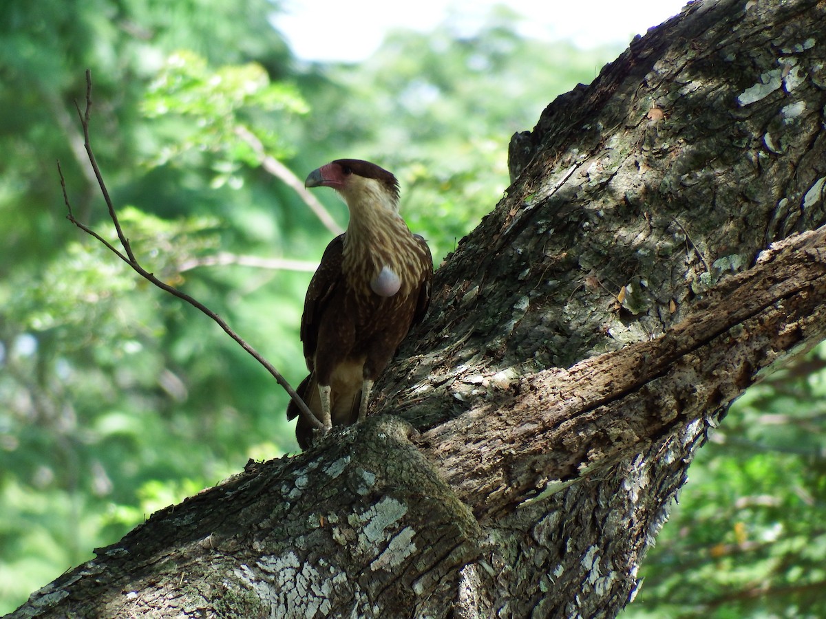 Crested Caracara (Northern) - ML205260331