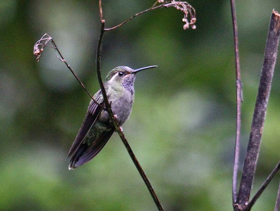 Amethyst-throated Mountain-gem (Violet-throated) - ML205260431